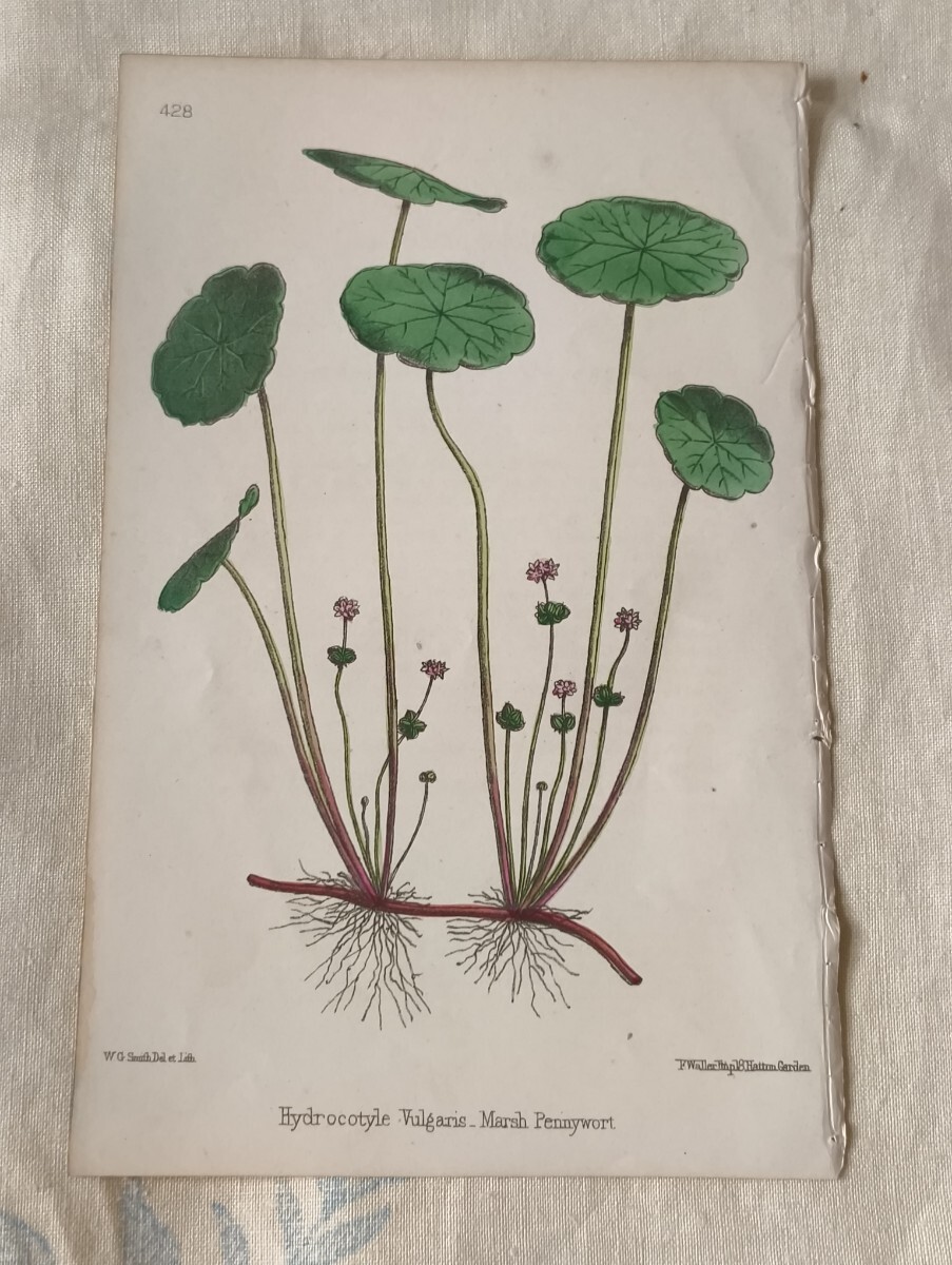 中古】石坂春生 肉筆 原画 絵画 鉛筆画 水彩画 デッサン 習作