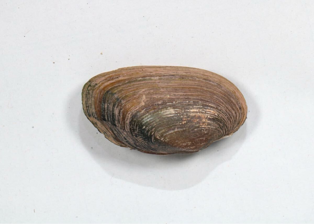 カタツムリ「ミノマイマイ」3匹set 新品カタツムリ「ミノマイマイ」3匹setの落札情報詳細 - Yahoo