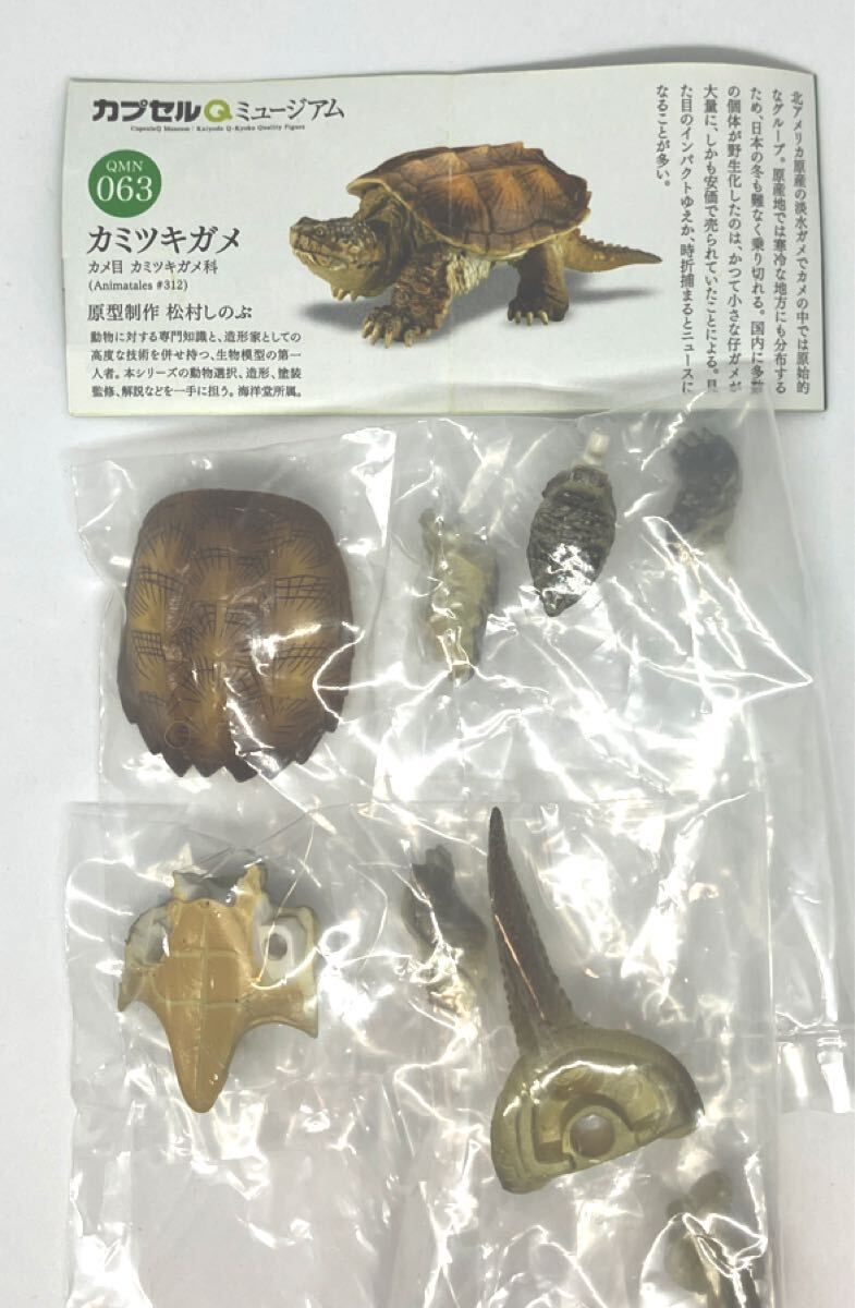 新品】入手困難 激レア 巨頭 カミツキガメ（アルビノタイプ