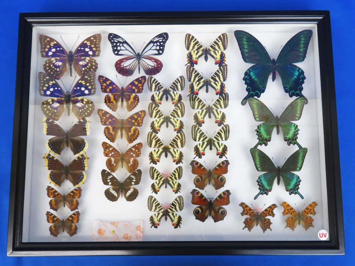 国産蝶標本 ギフチョウ A－♂ 神奈川県・清川村 産（野外採集品）