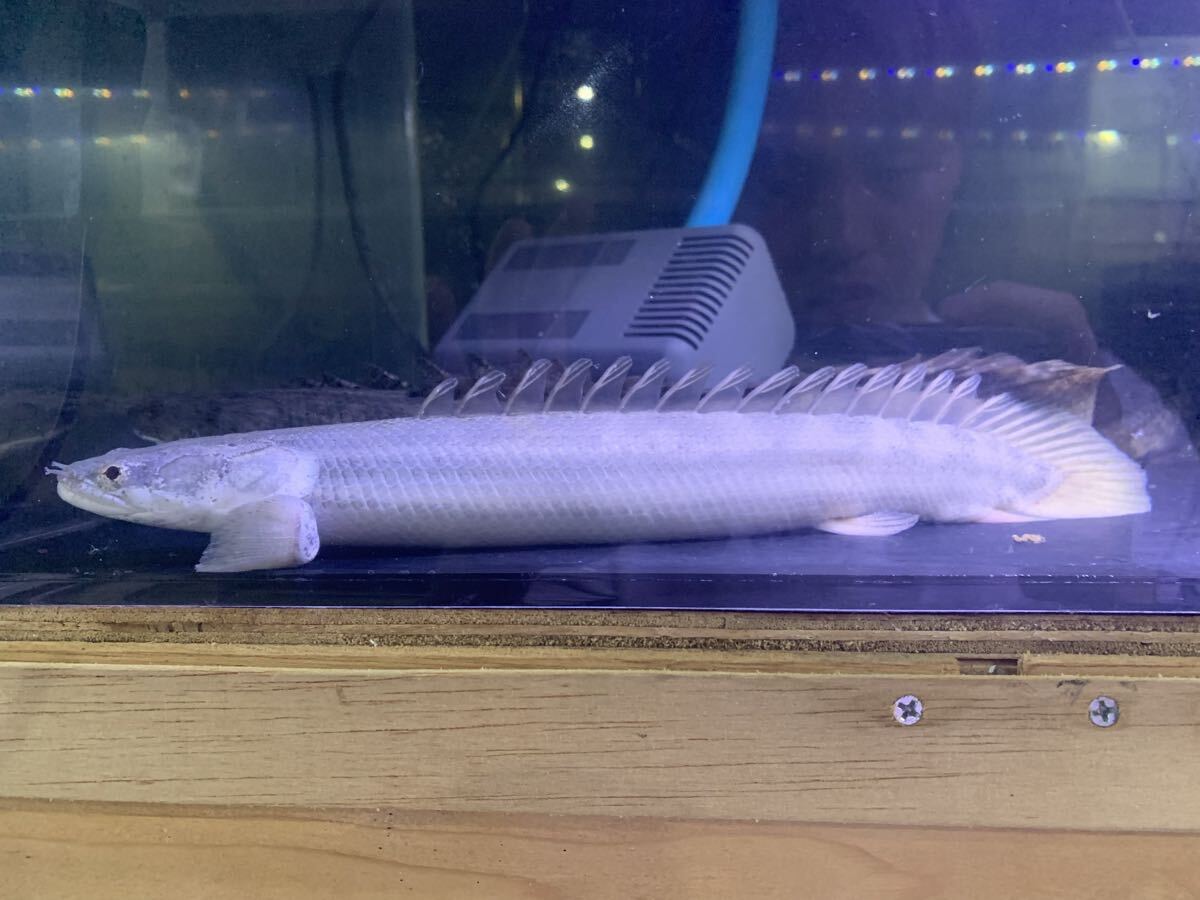 【WILD】ビキール・ビキール　　カメルーン便　　　約４２ｃｍ 『死着保証』 ビキール ビキール カメルーン便 | アクアランドまっかちんのブログ