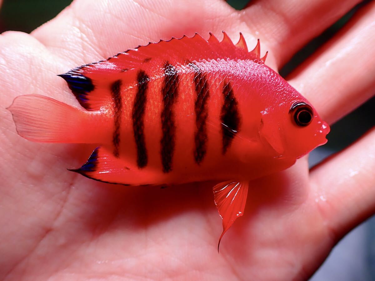 LEO レオタカオカ製 F-363 クリア グラスボール 金魚鉢 LEO レオタカオカ製 F-363 クリア グラスボール 金魚鉢 【公式通販】