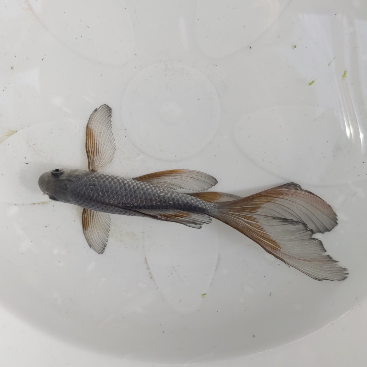 金曜日発送(2日）【宮城鉄魚飼育研究会】青白（プラチナ）鉄魚（中 