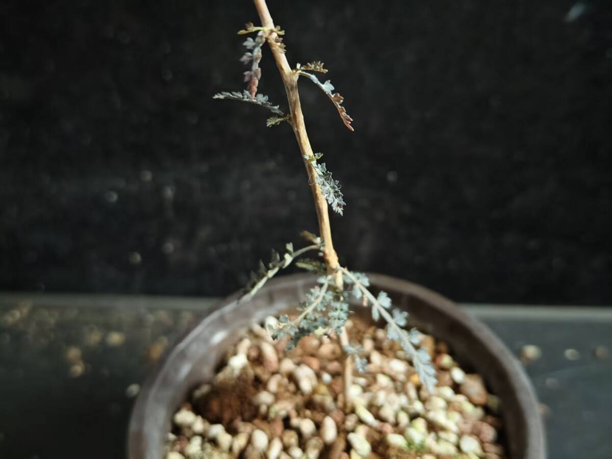 F5 塊根植物 実生株 Boswellia socotrana ボスウェリア・ソコトラナ