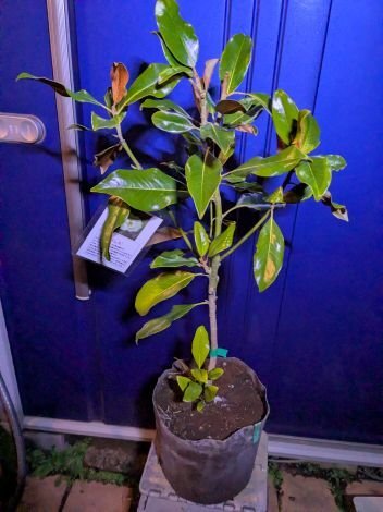 新品】□□ボリューム樹形 蕾付き 四季咲きタイサンボク リトルジェム