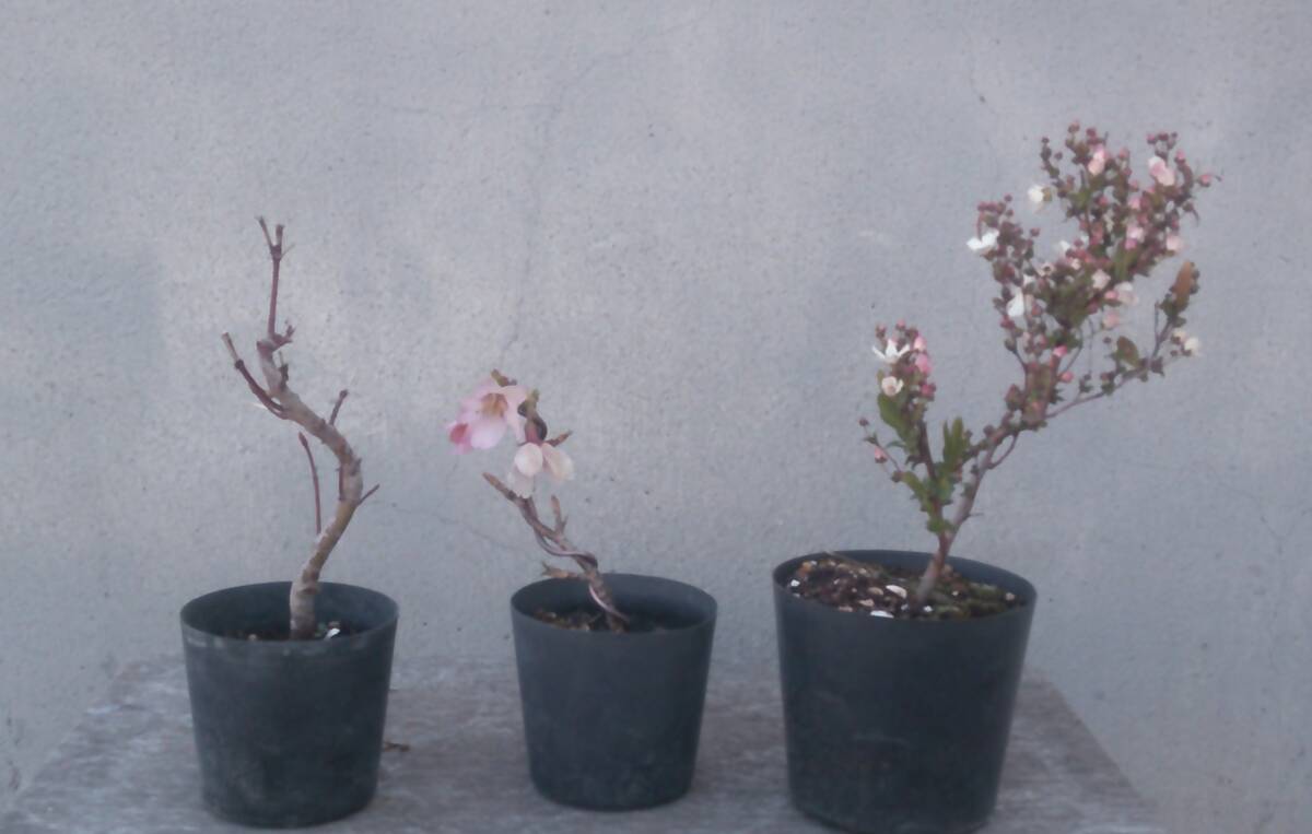 坊屋》雪柳・ユキヤナギ 小品盆栽 □花物盆栽 双幹 美品の落札情報詳細
