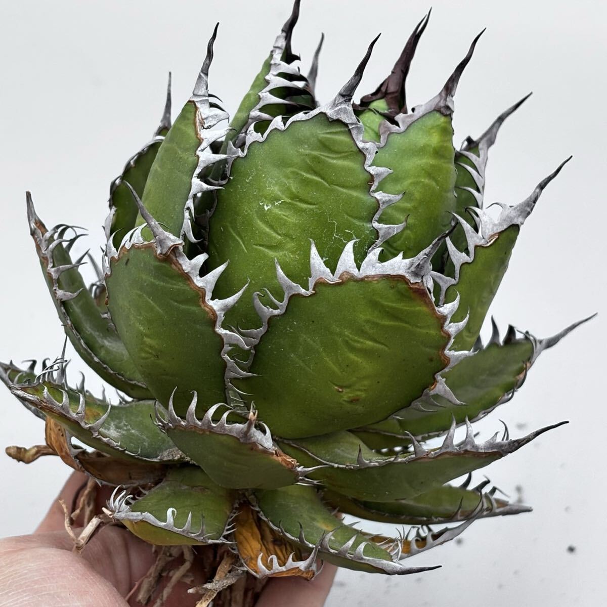 二度と見つからない激レア　蓮棘　美形　Agave horrida ホリダ　ア 新品】31 Agave Horrida アガベ ホリダ 実生選抜 裏棘の落札情報詳細