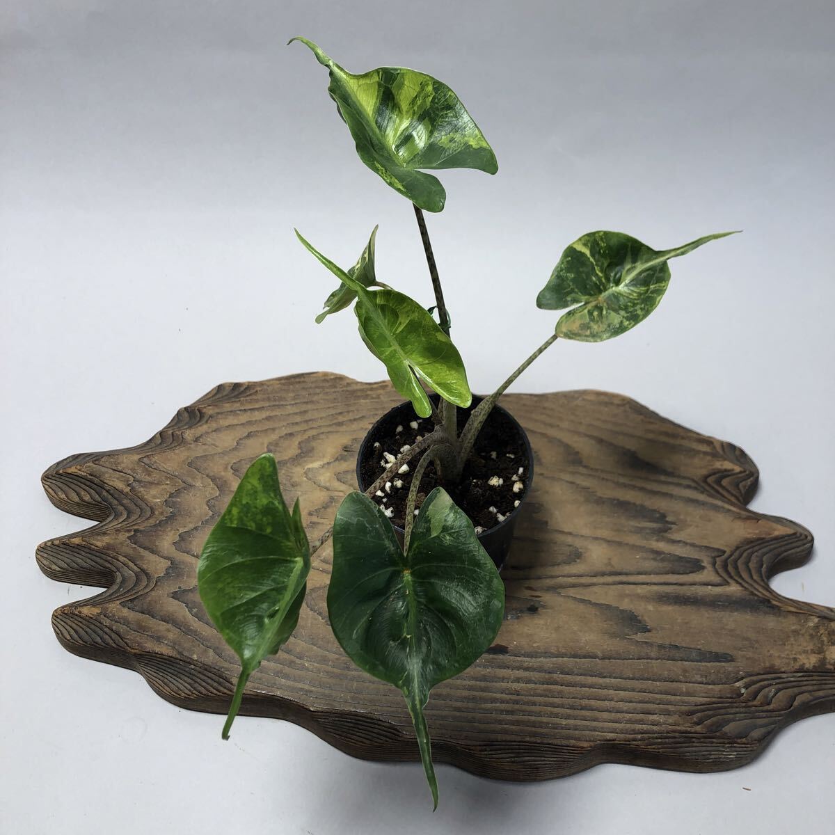 新品】☆TO☆アロカシアの小形品種 Alocasia 'Babyray' 観葉植物