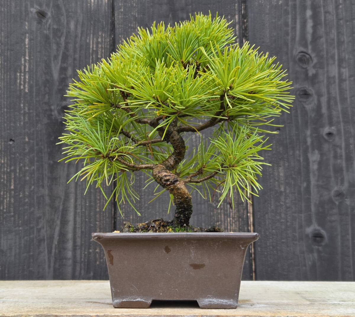紅千鳥もみじ”小品盆栽“薄模様木仕立て＞希少なモミジです樹高17cm