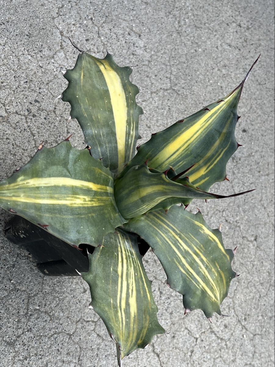 中古】アガベ サルミアナ フェロックス 大株 Agave salmiana v.feroxの