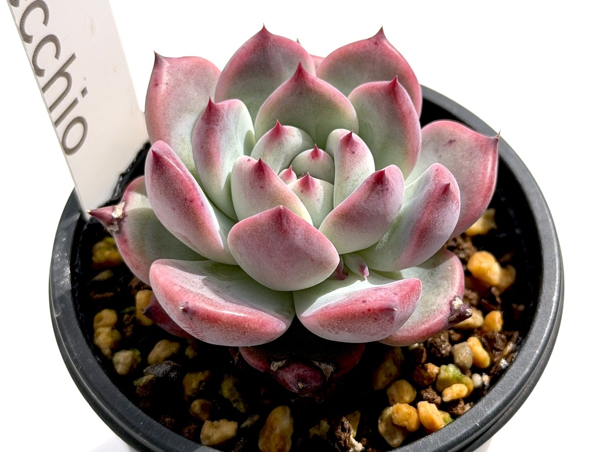 やや傷や汚れあり】多肉植物 臼田リンゼアナ ぼのぼの多肉植物