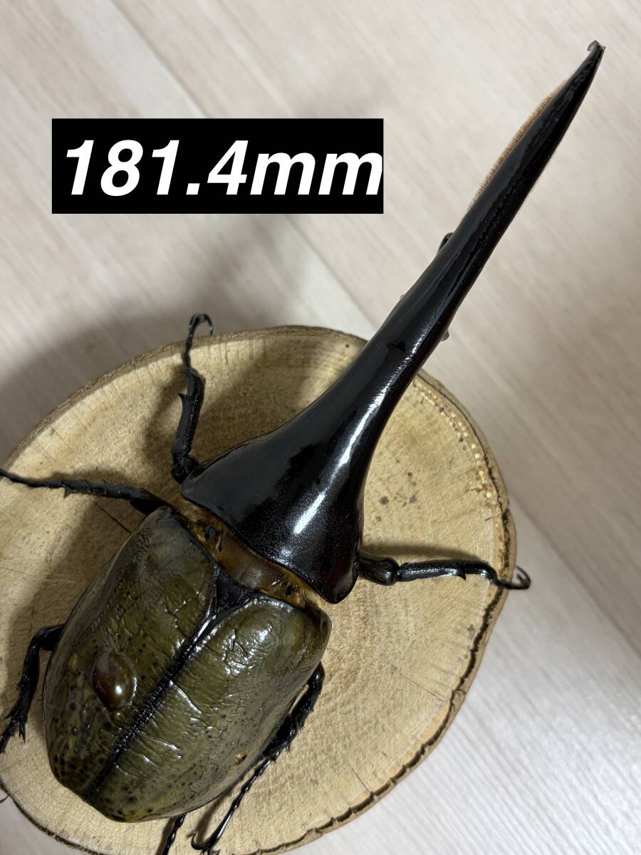新品】DH.ヘラクレスオオカブト ♂153mm(角曲がり)単品 種親にどうぞ