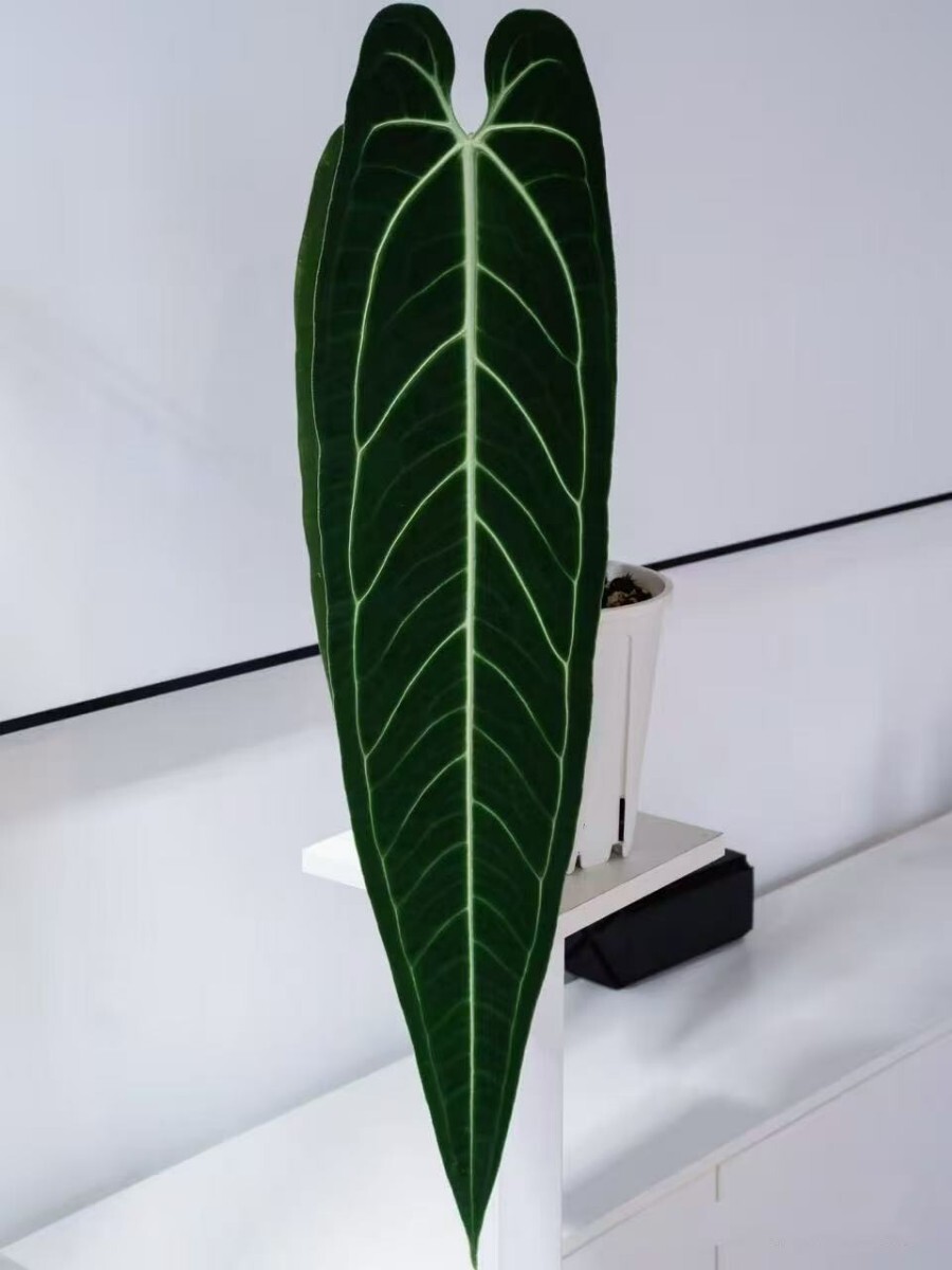 新品】KN 1円！ アンスリューム ワロクアーナム `ダークナロー