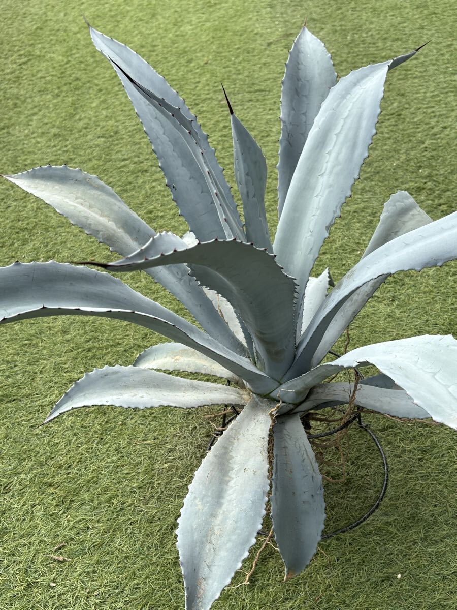 自家栽培株です。】白葉が際立つ『アガベ・フランゾシニー』Agave