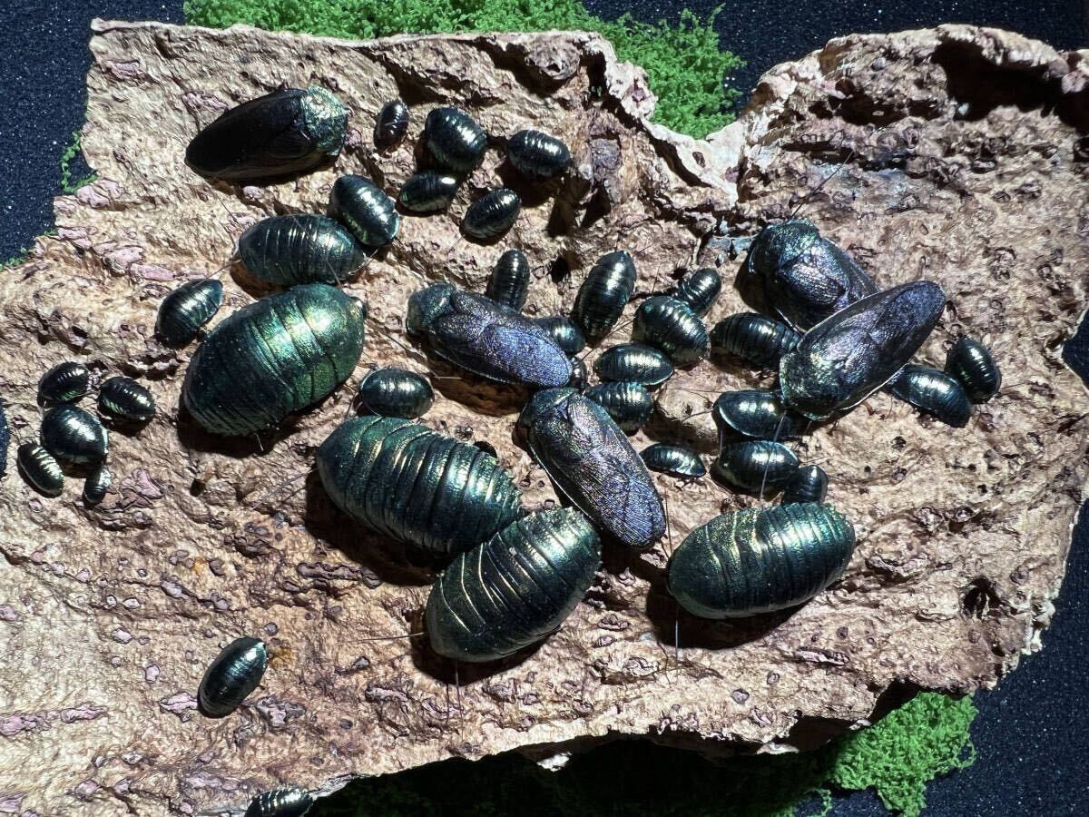 ニジイロゴキブリ エメラルドジュエルローチ 成虫オス2匹セット 繁殖 
