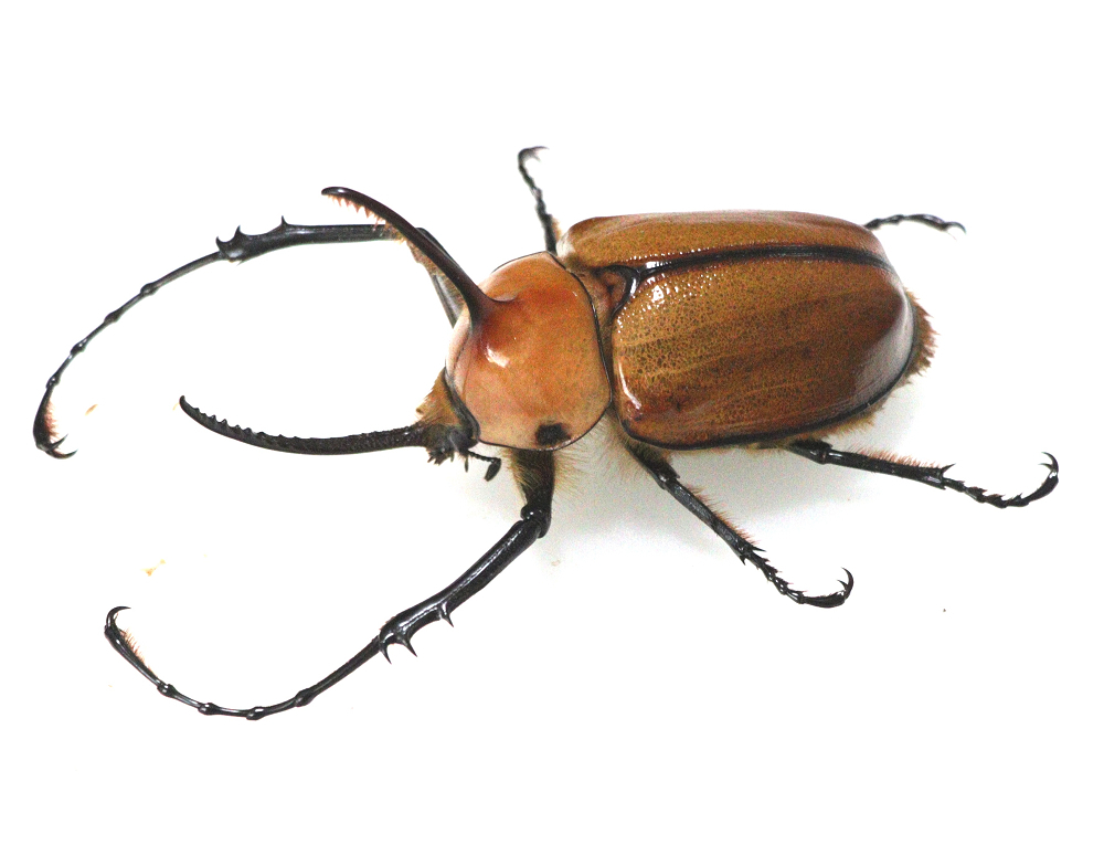 ムシキングアダー完結編ノコギリタテヅノカブトの落札情報詳細 - Yahoo