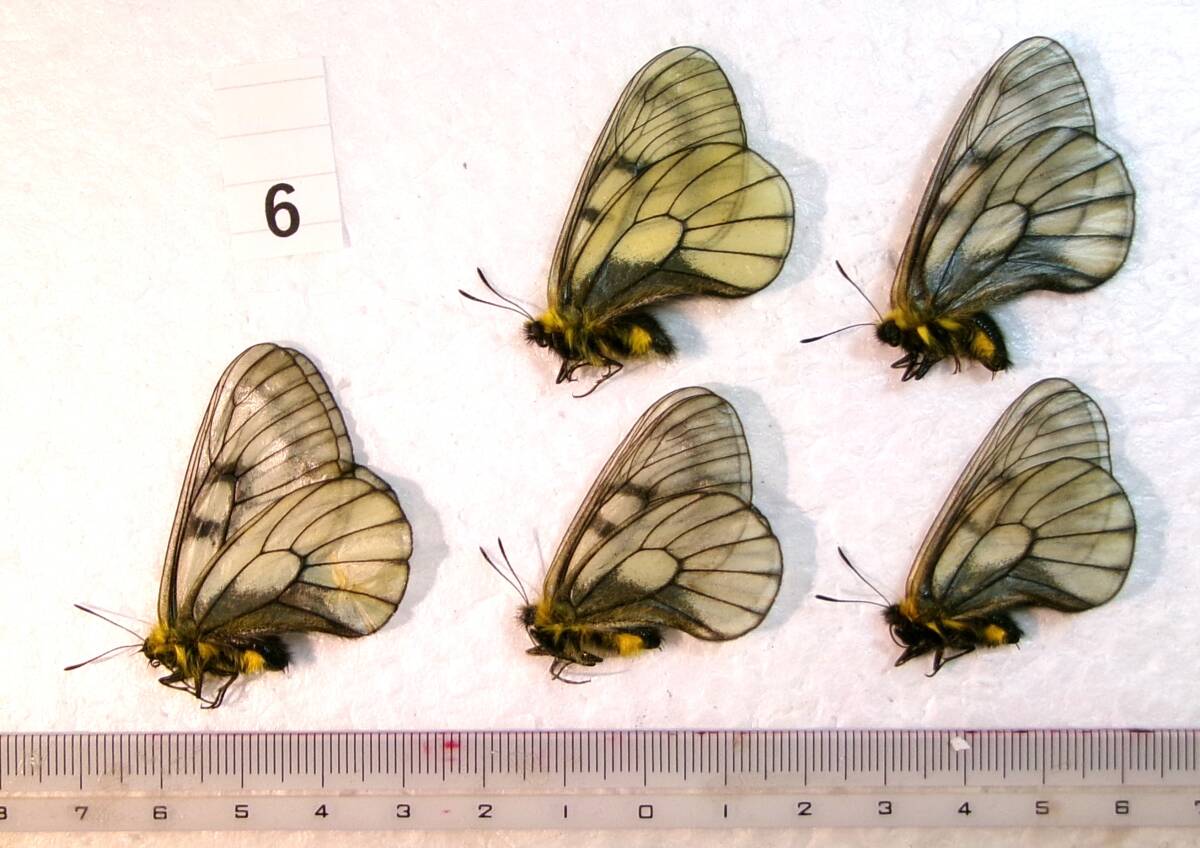 外国の蝶標本 ドイツ箱付きパルナシウス（ウスバシロチョウ）7種34匹の