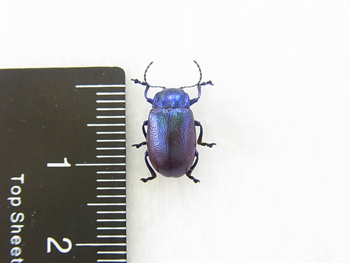 13mm】ネオンカラーのオオルリハムシの一種 標本 モモブトハムシ