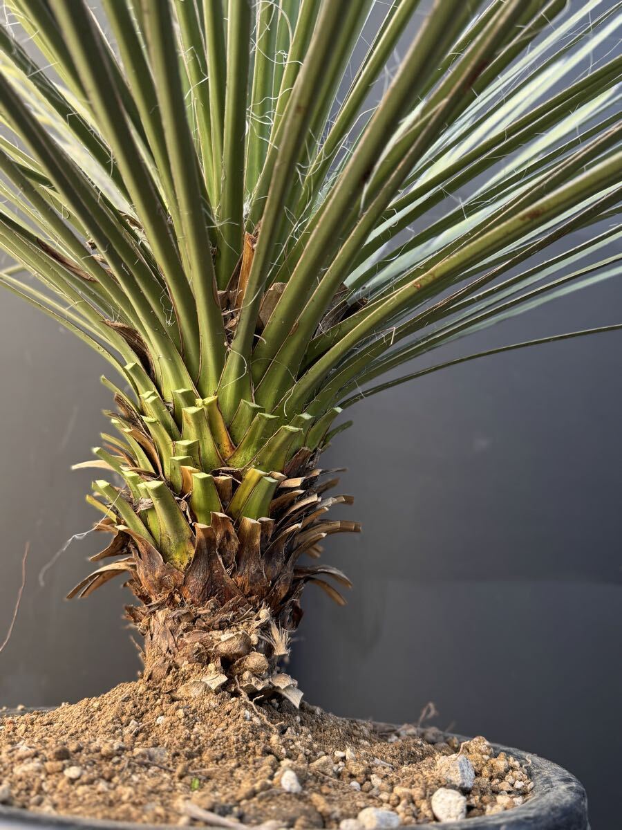 中古】ユッカ グラウカ ″ Yucca glauca ″ の落札情報詳細 - Yahoo