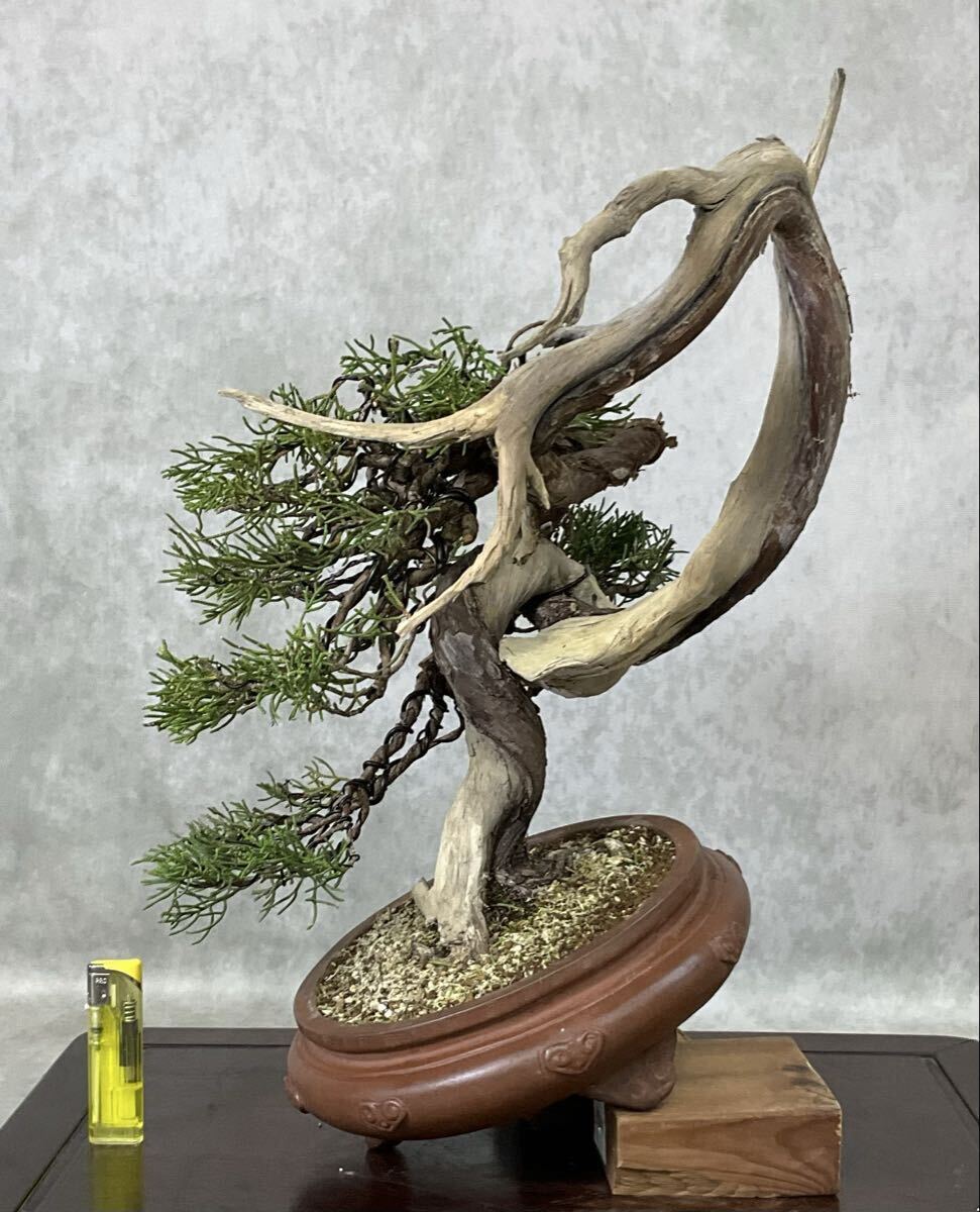 盆栽 真柏 大品盆栽 太幹 古木 展示　 松 黒松 安 黒松 太幹 40cm 盆栽 真柏 大品盆栽 太幹 古木 展示 松 黒松