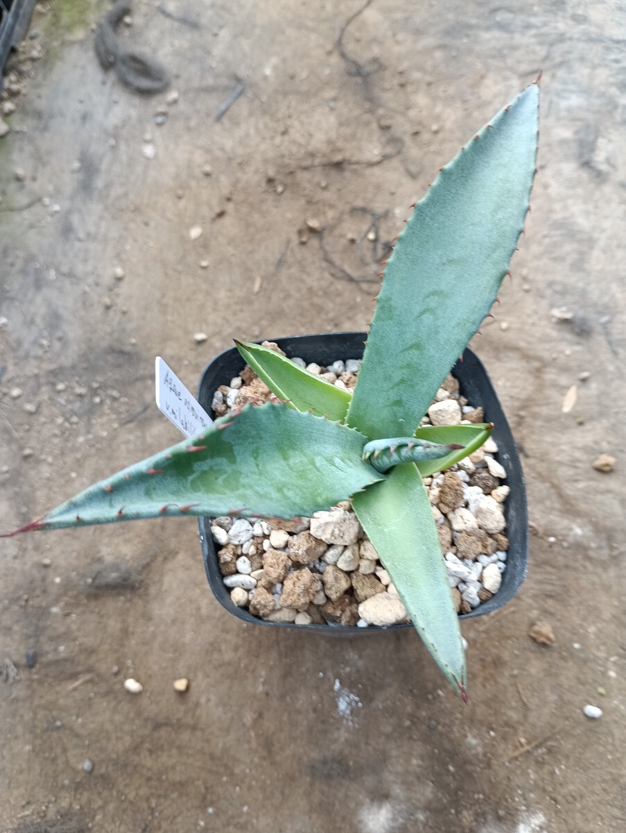 1円スタート アガベ アトロビレンス ミラビリス 地植え 仔株の落札情報