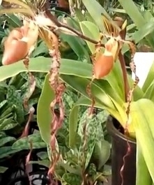洋蘭 原種 パフィオ Paph. sanderianum x sib. ('Red Delight' x