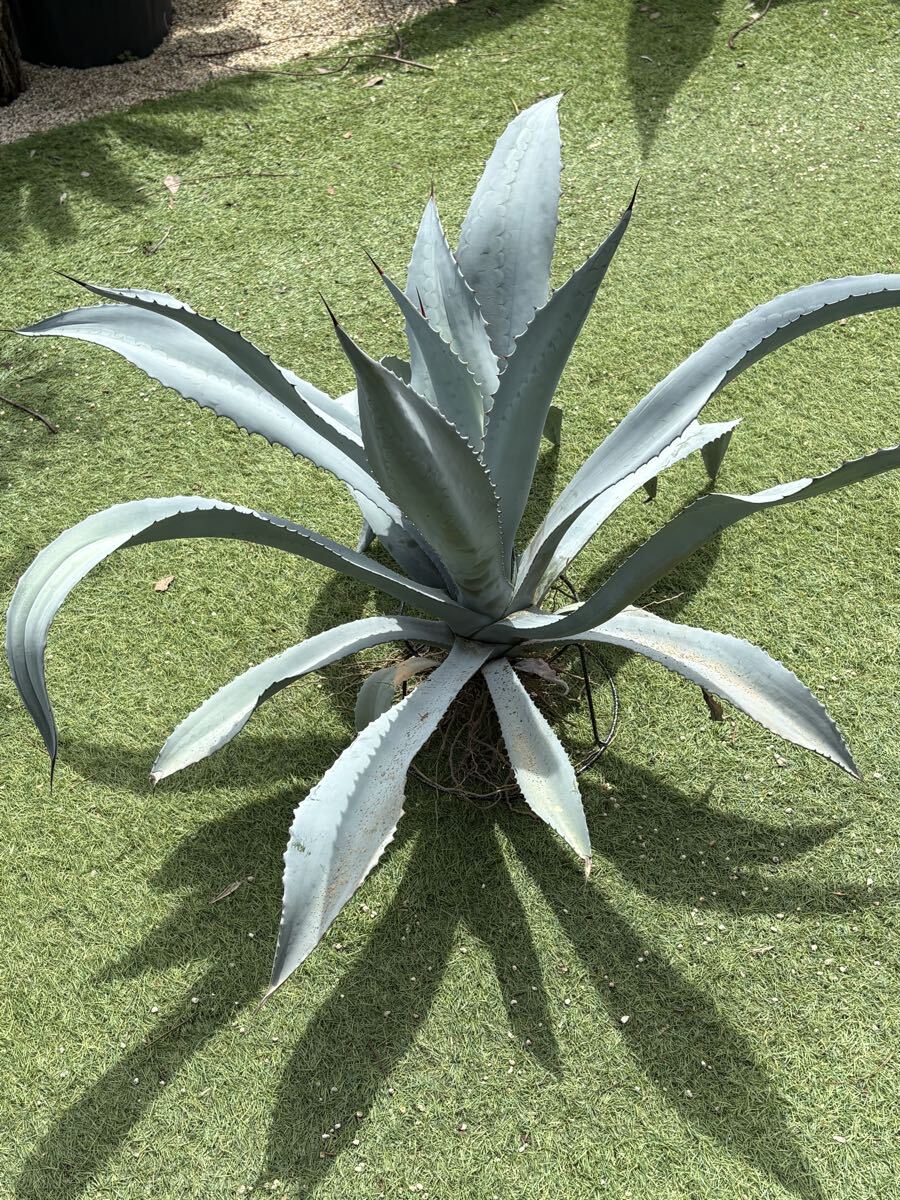 自家栽培株です。】白葉が際立つ『アガベ・フランゾシニー』Agave