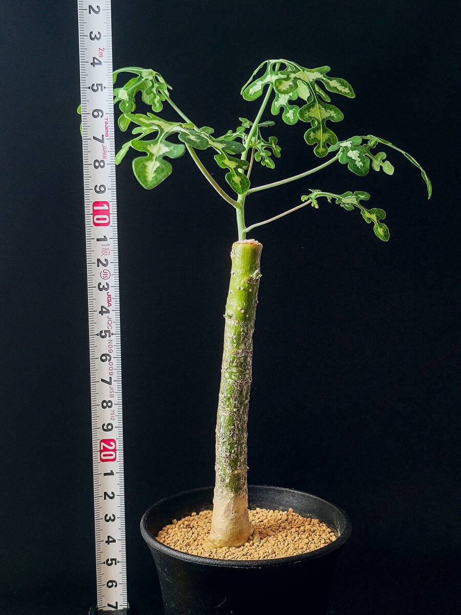 新品】○植物 Adenia perrieri アデニア ペリエリ // 多肉 サボテン