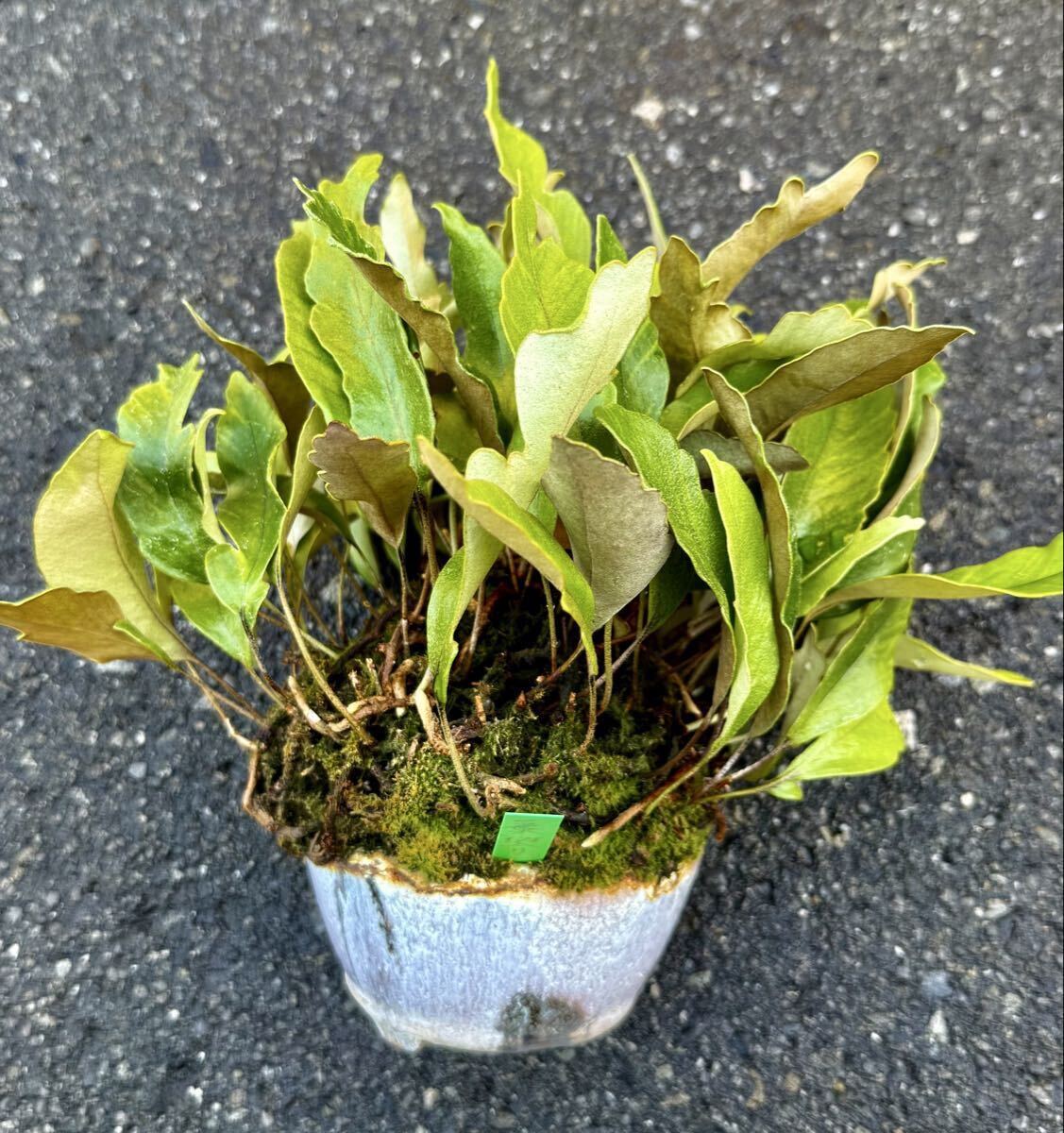 植物】タマノ カンアオイ： 山採り天冴え白黄斑 （斑入り・山野草）の