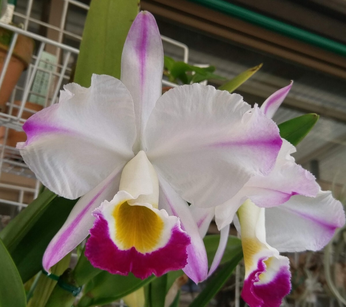 栽培品】洋蘭 原種 カトレア C. wallisii aquinii rubra 'Enami'HCC