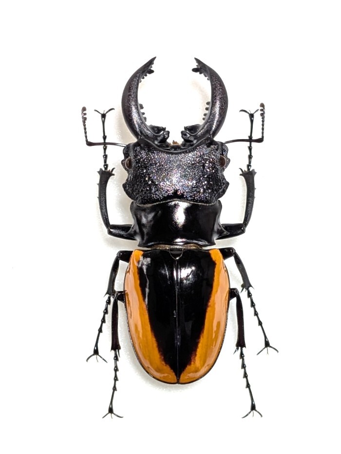 標本】 ワラストンツヤクワガタ 70mm 昆虫の落札情報詳細 - Yahoo