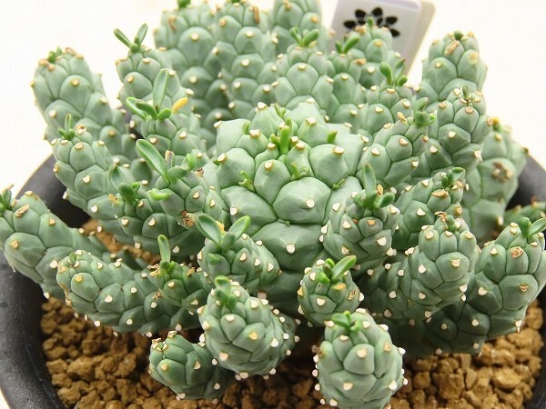 ユーフォルビア ラミグランス // Euphorbia ramiglans, ユーホルビア