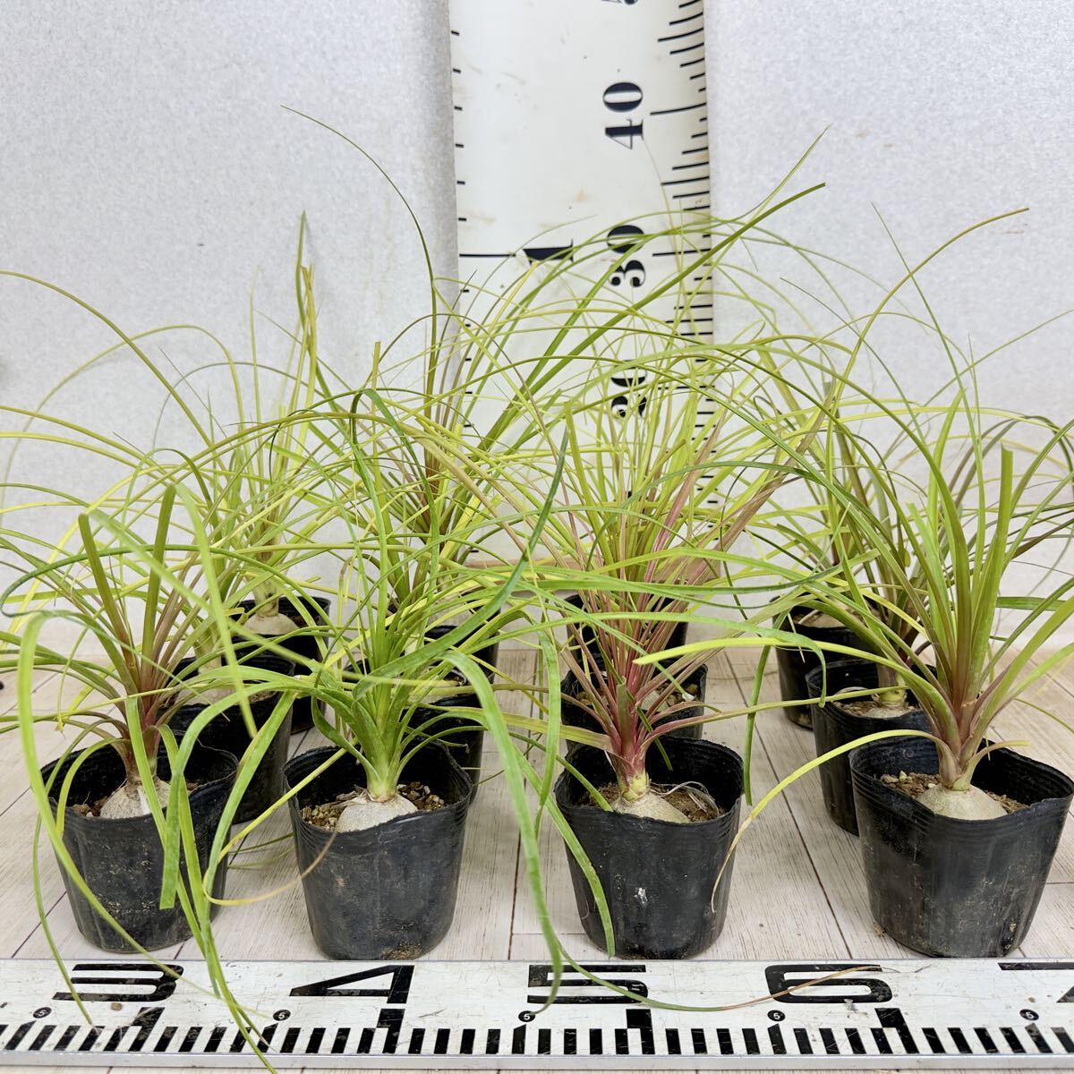Plant□ノリナ/トックリラン/ポニーテール/観葉植物□根本肥大の大型株