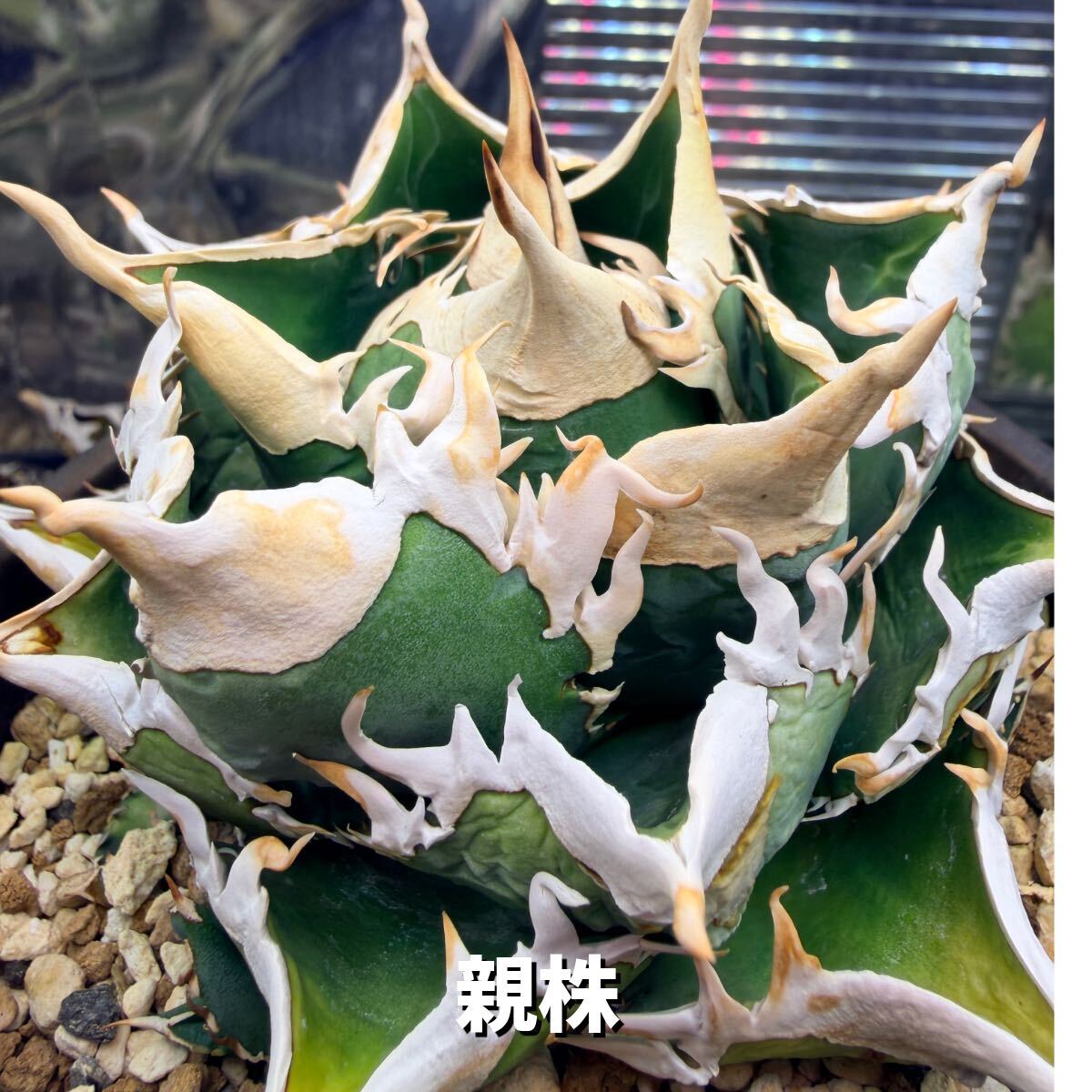 日本の化石 千葉県市宿のサメの歯3種セット/ホホジロザメ、アオザメ