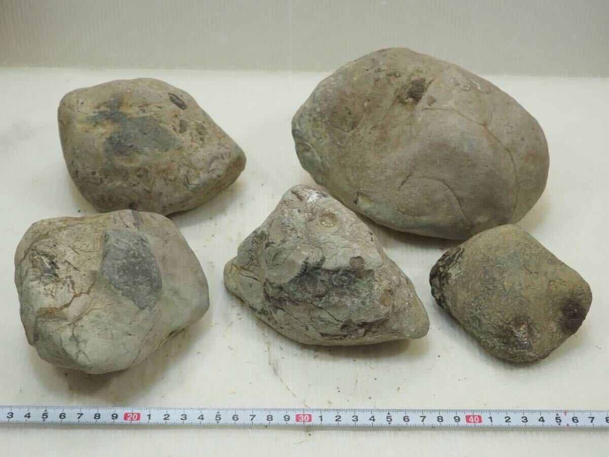 中古】日本の化石 異常巻アンモナイト 博物館級ニッポニテスの落札情報