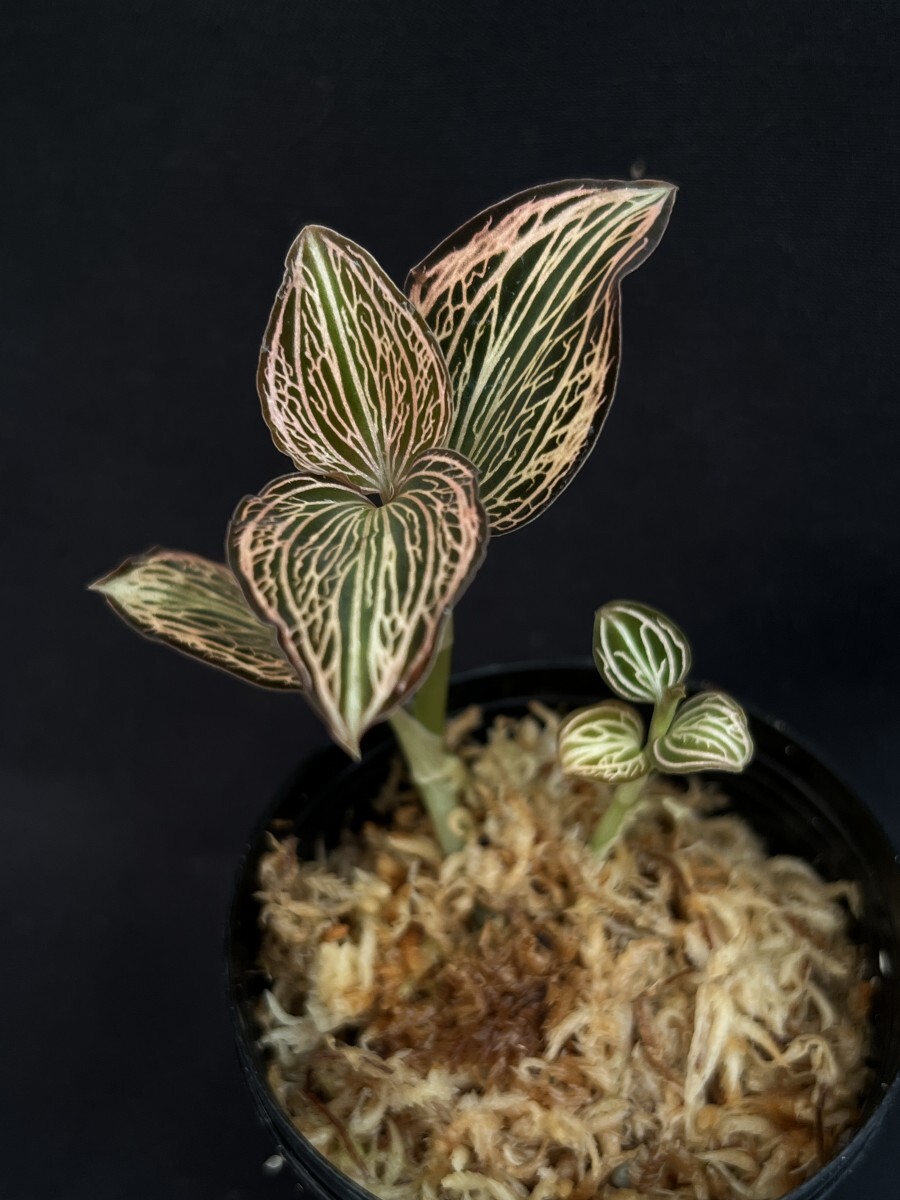 中古】【Anoectochilus reinwardtii？】アネクトキルス レインワルディ