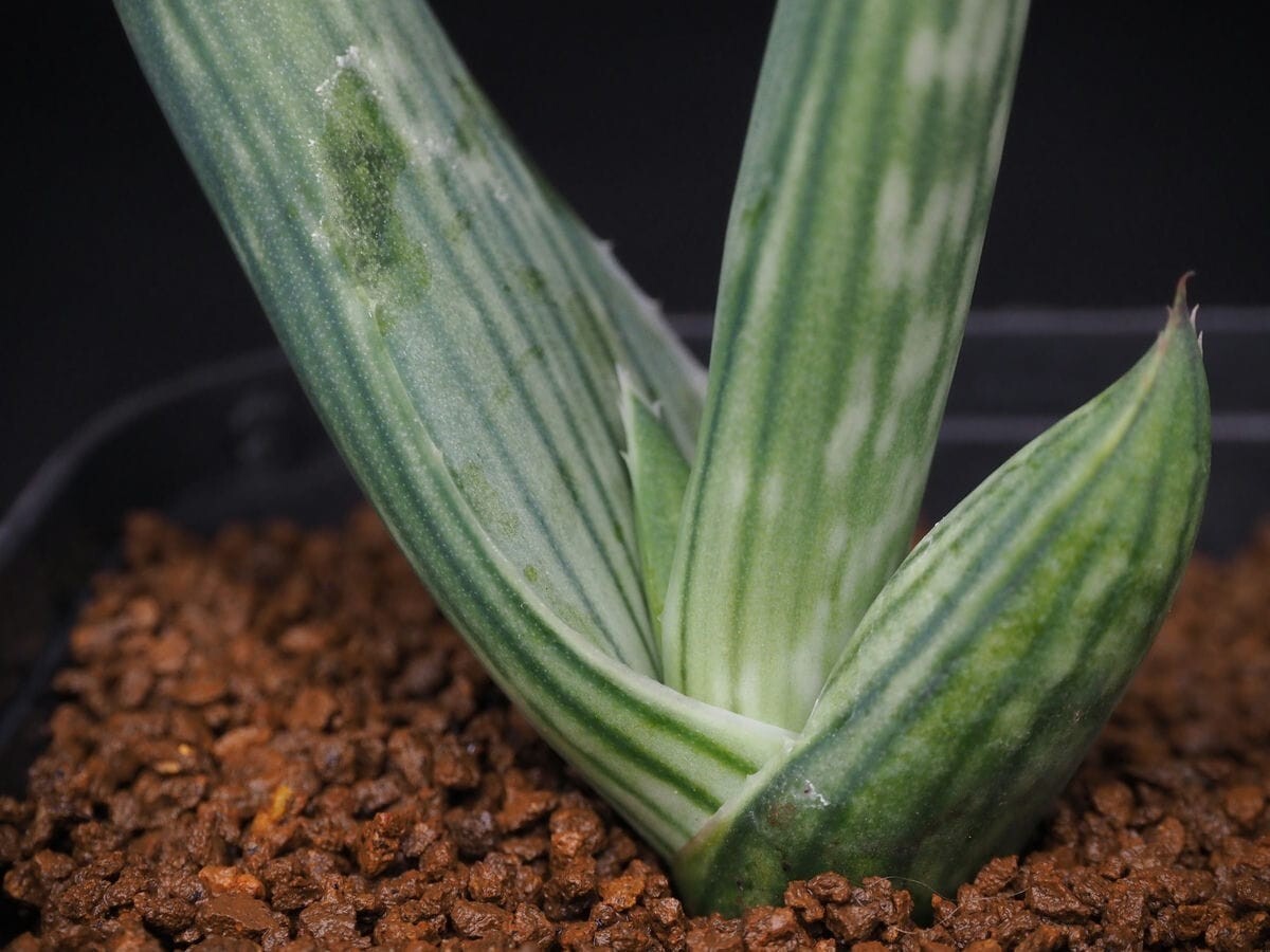 Aloe striata ssp. karasbergensis アロエ カラスベルゲンシスの落札