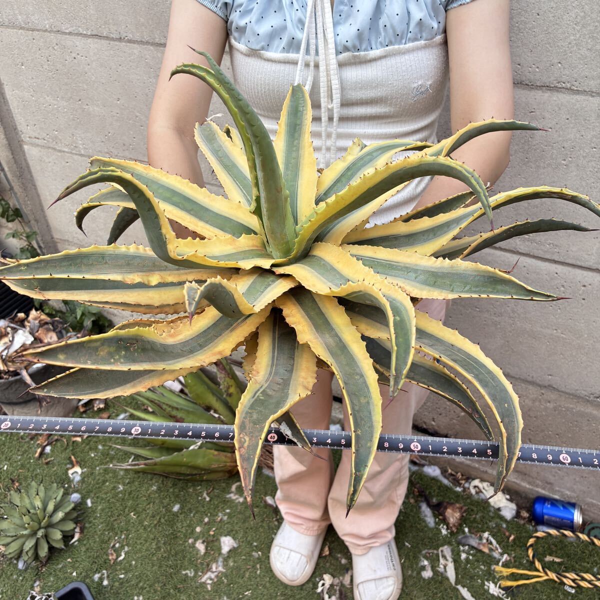 超巨大 140cm アメリカーナ アガベ アオノリュウゼツラン ドライ