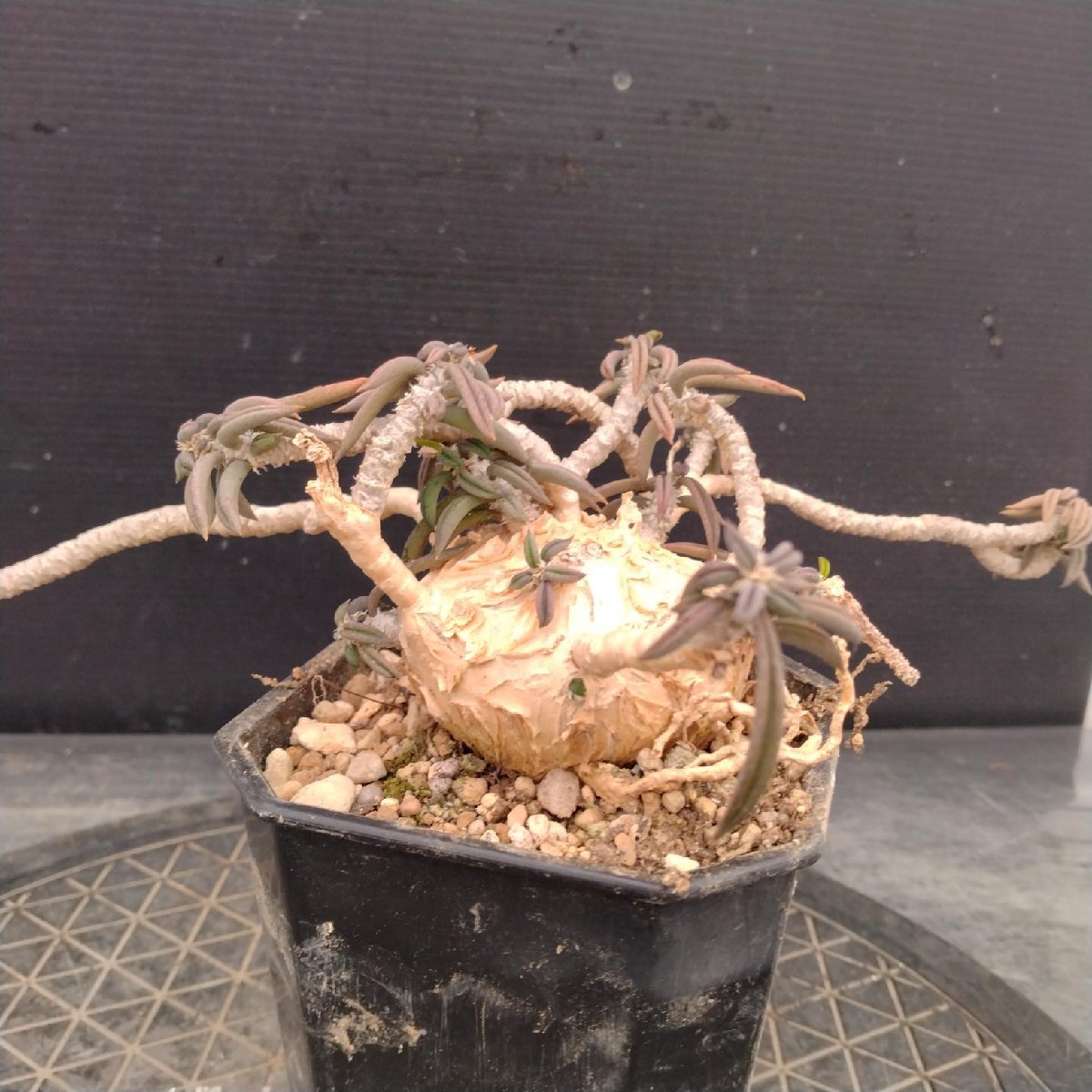 栽培品】ユーフォルビア・キリンドリフォリア ツベリフェラ(Euphorbia