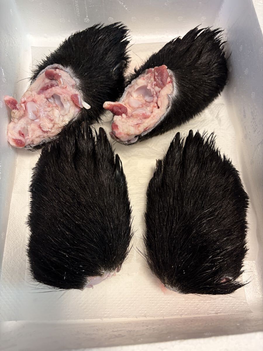 巨大】☆貴重な天然物☆ クマ 頭骨 スカル 頭蓋骨 ヒグマ？だと思わ