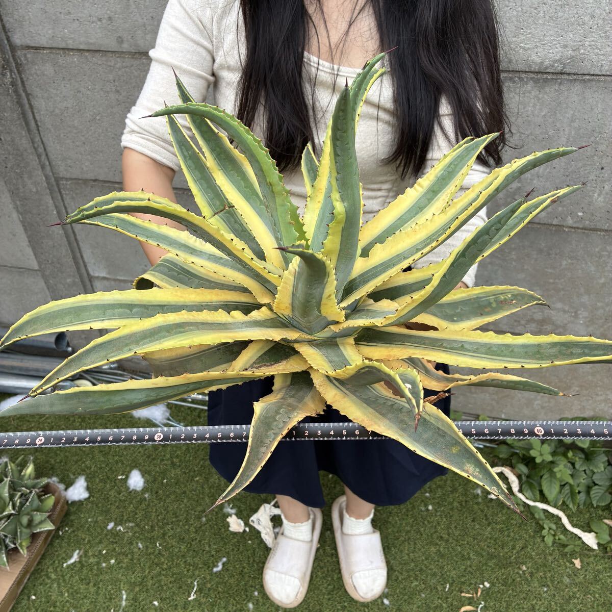 アオノリュウゼツラン ⑧ アガベ アメリカーナ カキ仔 竜舌蘭検索