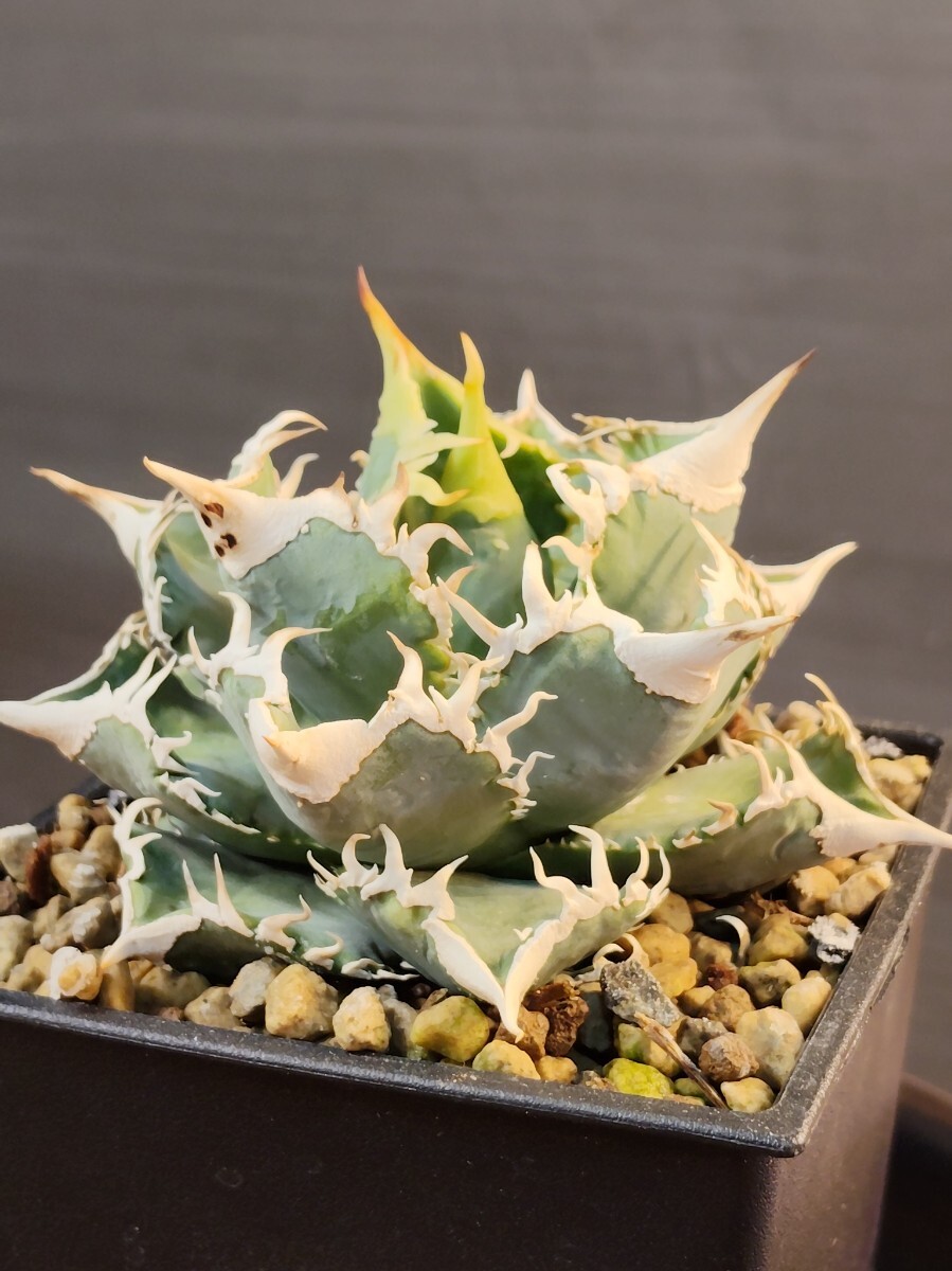 傷や汚れあり】【AGAVE TITANOTA オランダの至宝 IVORY W.A.】貴重な