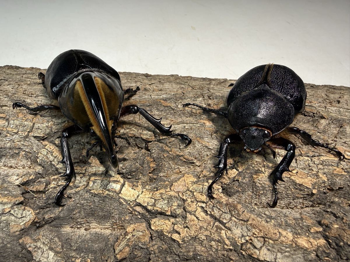 野外採集品標本】野外品標本入手困難サタンオオカブト大型♂95ミリの