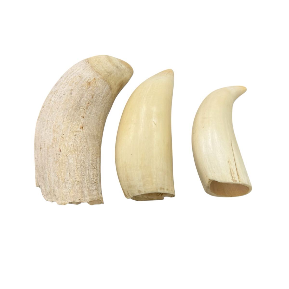 中古】特大 巨大 大型 マッコウクジラの歯 鯨歯 牙 約1kg 約26cm 印材