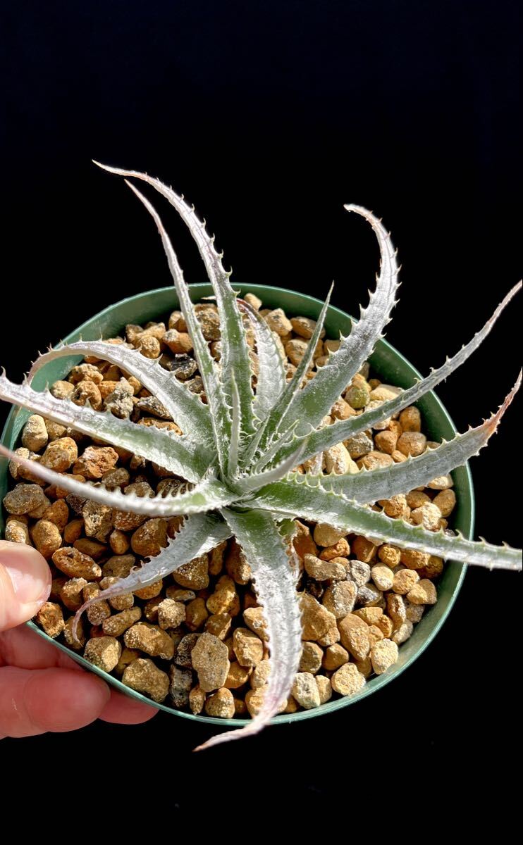 苗】ヘクチア sp. Oaxaca Hechtia sp. Oaxaca ブロメリア,多肉植物