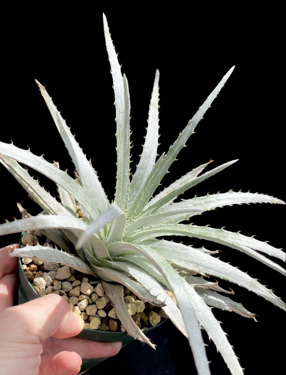 苗】ヘクチア sp. Oaxaca Hechtia sp. Oaxaca ブロメリア,多肉植物