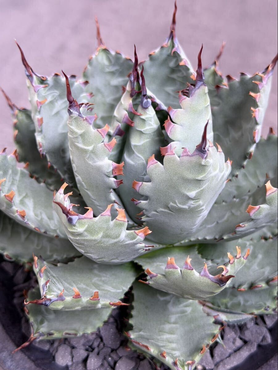 agave isthmensis princess crown アガベ イススメンシス プリンセス