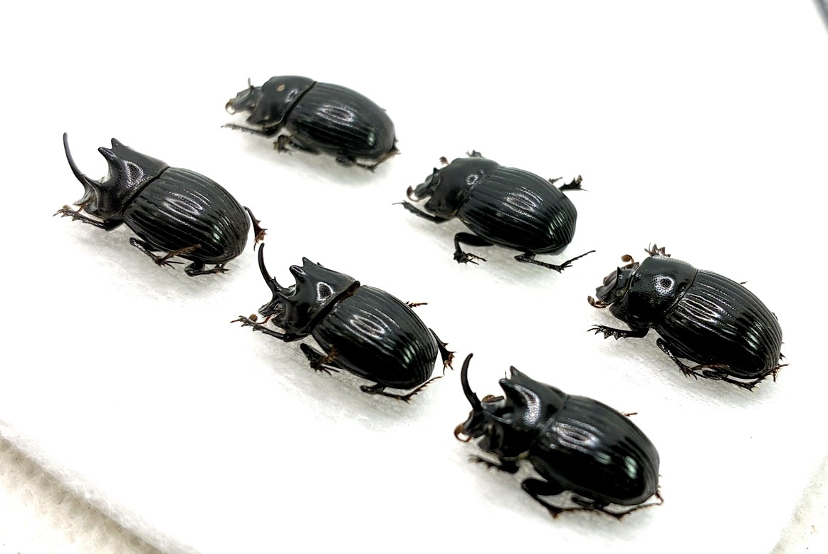 昆虫標本 京都府産 ゴホンダイコクコガネ の落札情報詳細 - Yahoo