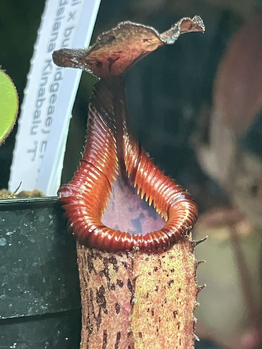 N.(lowii x veitchii) x burbidgeae EPH-1-12-1 4号【食虫植物