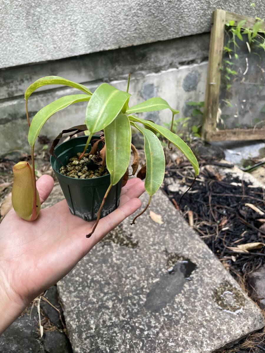 食虫植物 ネペンテス ベントリコーサ（Nepenthes ventricosa）の落札